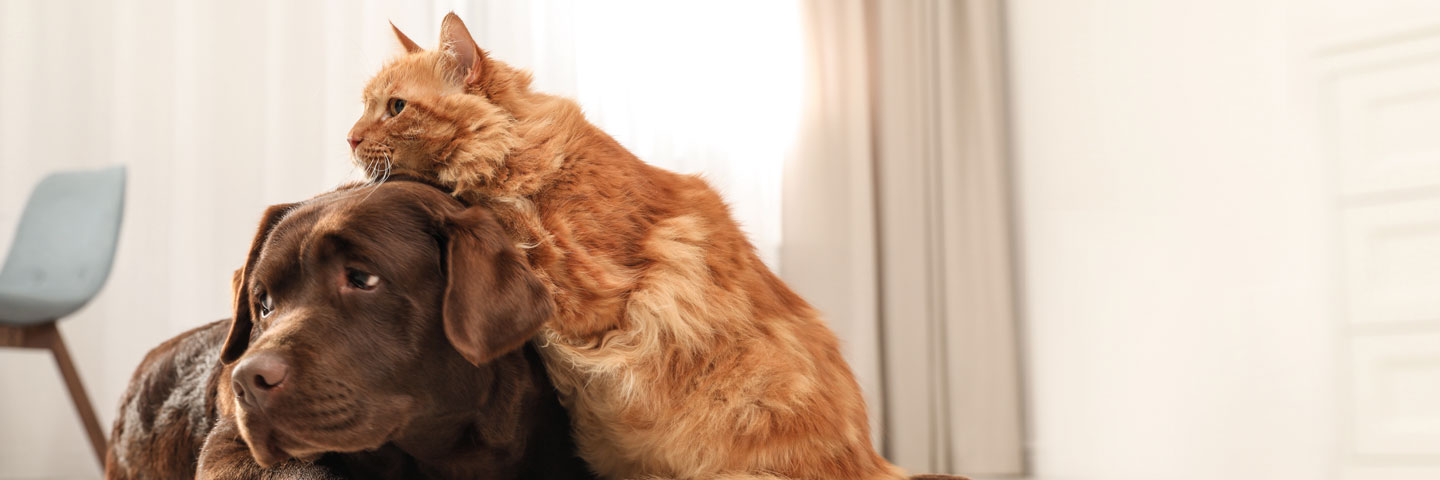 son los gatos y los perros asustados de las tormentas eléctricas