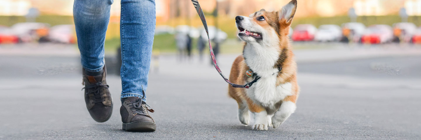 la crianza es mala para los perros